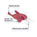 Sapo 3" para WC, silicona roja, cadena inoxidable, FOSET